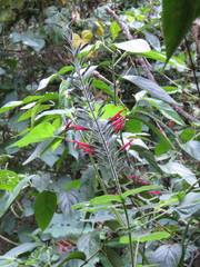 Salvia longistyla