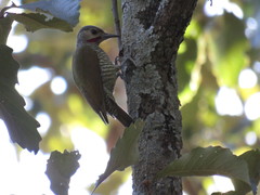 Colaptes auricularis
