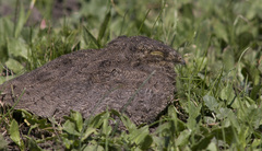 Chordeiles nacunda