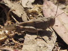 Trimerotropis ochraceipennis