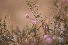 Melaleuca micrantha