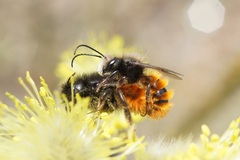 Osmia cornuta