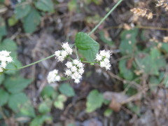 Ageratina choricephala