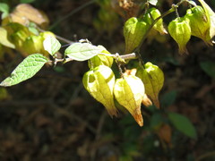 Physalis aggregata