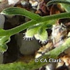 Pectocarya penicillata