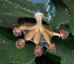 Haliclystus sanjuanensis