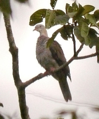 Ducula badia