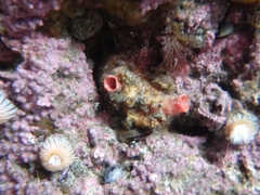 Cnemidocarpa nisiotis
