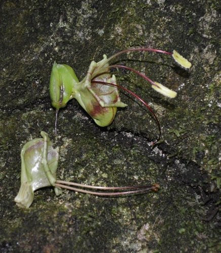 Louteridium donnell-smithii, photograph 4