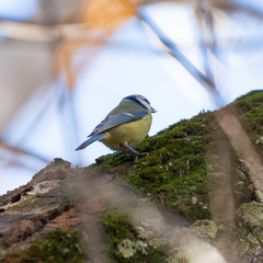 Cyanistes caeruleus