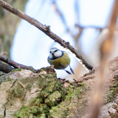 Cyanistes caeruleus