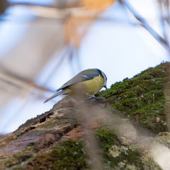 Cyanistes caeruleus