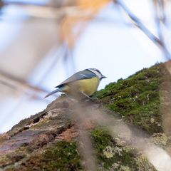 Cyanistes caeruleus