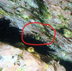 Halichoeres marginatus