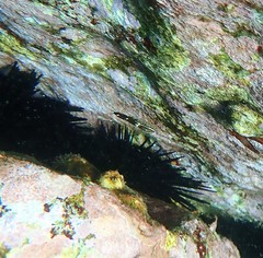 Halichoeres marginatus