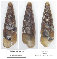 Balea perversa