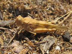 Trimerotropis ochraceipennis