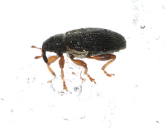Isochnus sequensi
