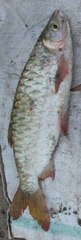 Brycinus macrolepidotus