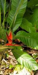 Heliconia stricta