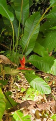 Heliconia stricta