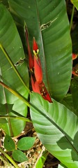 Heliconia stricta