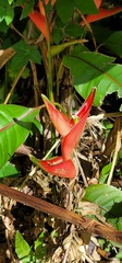Heliconia stricta