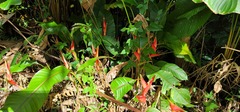 Heliconia stricta