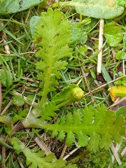 Leptinella potentillina