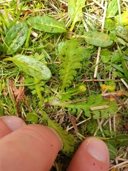 Leptinella potentillina