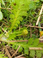 Leptinella potentillina
