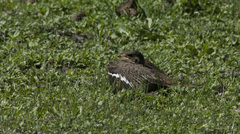 Chordeiles nacunda
