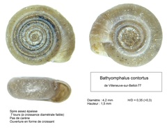 Bathyomphalus contortus