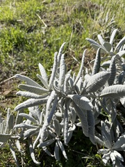 Eriodictyon tomentosum