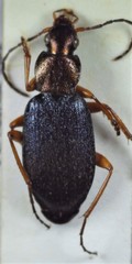 Chlaenius chrysocephalus