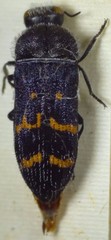 Acmaeoderella flavofasciata flavofasciata