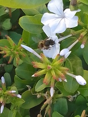 Apis mellifera