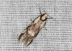 Palimmeces variegata
