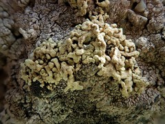 Lecanora phryganitis