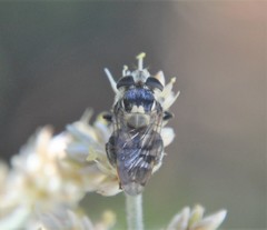 Copestylum alberlena