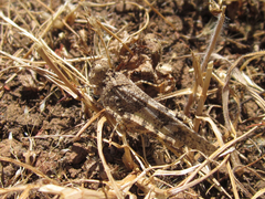 Trimerotropis ochraceipennis