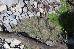 Coryphantha nickelsiae