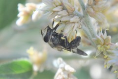 Copestylum alberlena