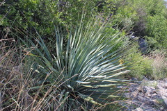 Dasylirion berlandieri