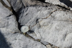 Epithelantha unguispina