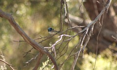 Malurus cyaneus cyanochlamys