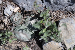 Epithelantha unguispina