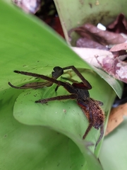 Cupiennius coccineus