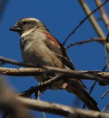 Passer melanurus vicinus