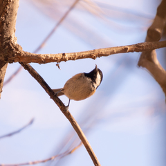Periparus ater